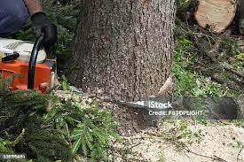 Reliable Marmora, NJ Tree Care Solutions
