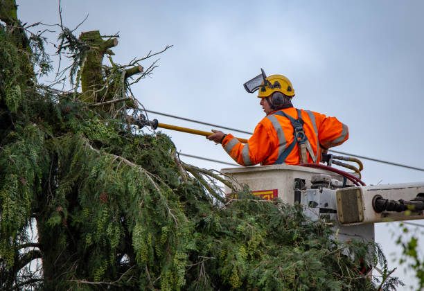 Tree and Shrub Care in Marmora, NJ