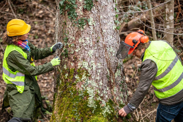 Best Fruit Tree Pruning  in Marmora, NJ
