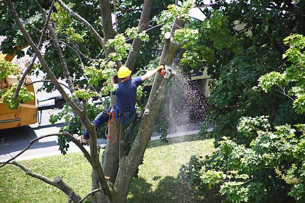 Best Seasonal Cleanup (Spring/Fall)  in Marmora, NJ