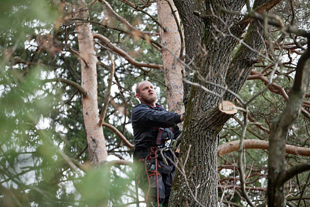 Best Tree Maintenance Programs  in Marmora, NJ